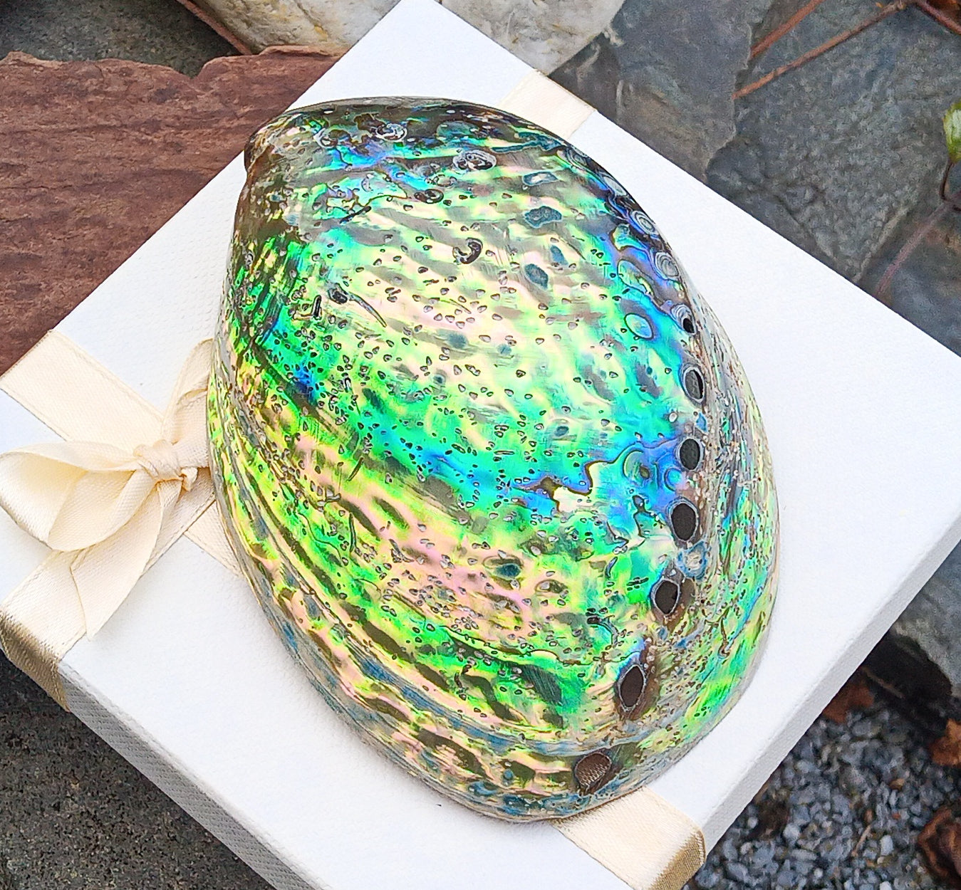 Perleťový poklad oceánu: Mušle Abalone (Paua) 13 cm
