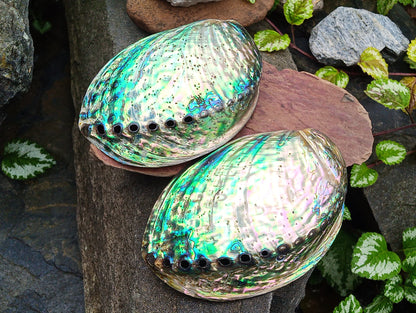 Perleťový poklad oceánu: Mušle Abalone (Paua) 13 cm
