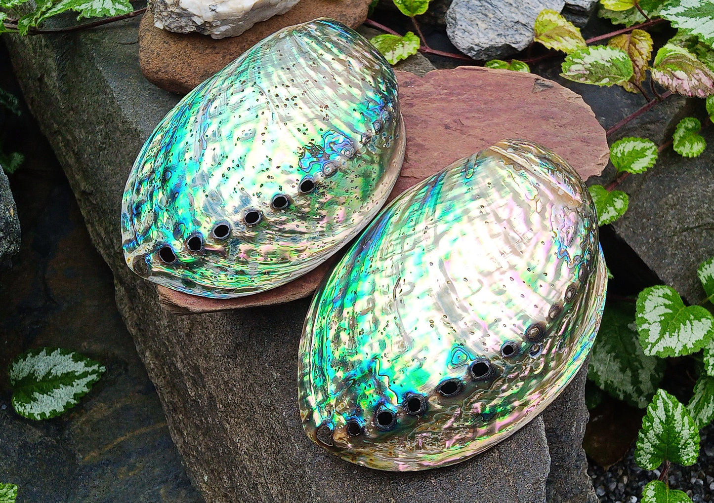 Perleťový poklad oceánu: Mušle Abalone (Paua) 13 cm