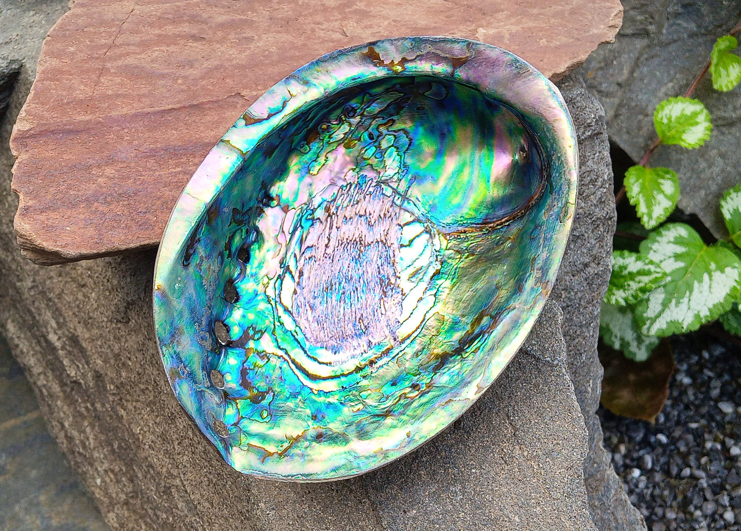Perleťový poklad oceánu: Mušle Abalone (Paua) 13 cm