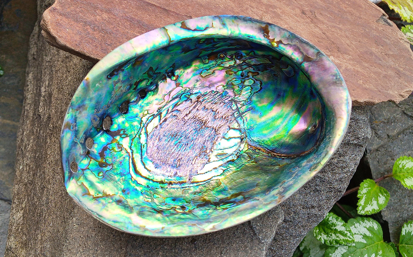 Perleťový poklad oceánu: Mušle Abalone (Paua) 13 cm