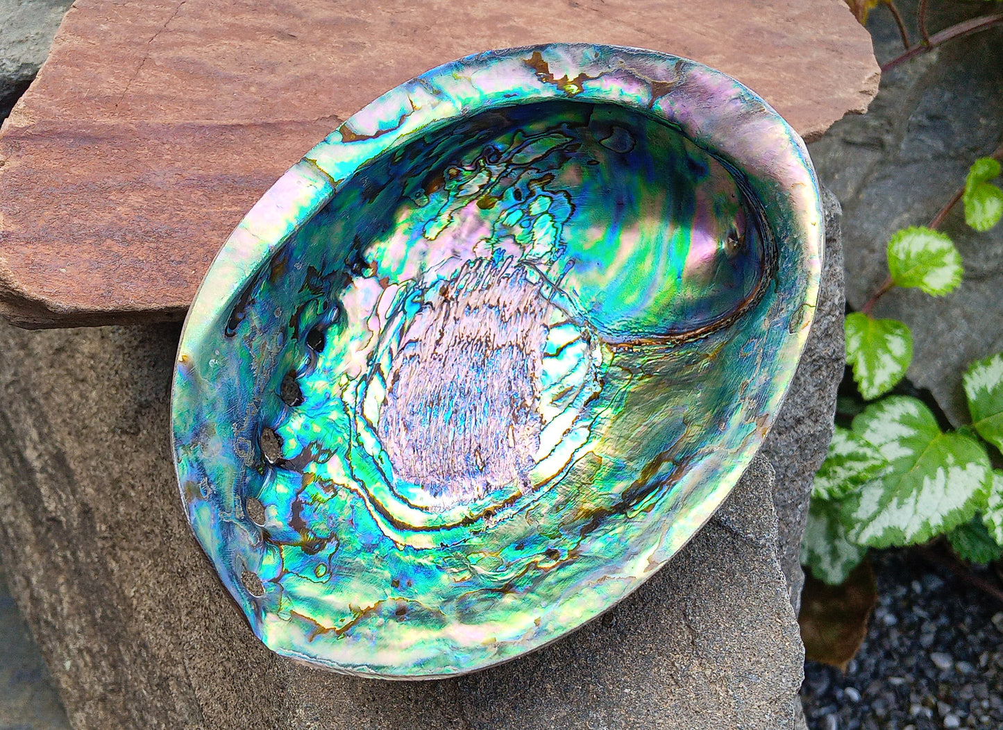 Perleťový poklad oceánu: Mušle Abalone (Paua) 13 cm