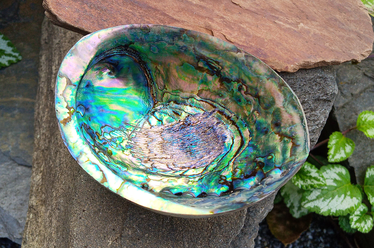 Perleťový poklad oceánu: Mušle Abalone (Paua) 13 cm