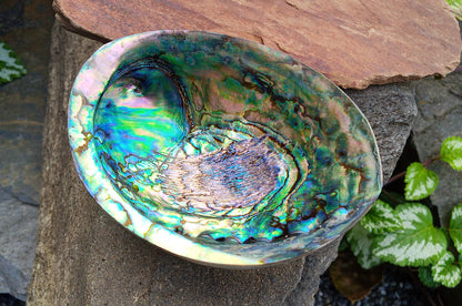 Perleťový poklad oceánu: Mušle Abalone (Paua) 13 cm