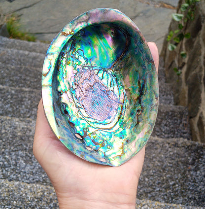 Perleťový poklad oceánu: Mušle Abalone (Paua) 13 cm