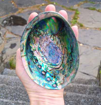 Perleťový poklad oceánu: Mušle Abalone (Paua) 13 cm