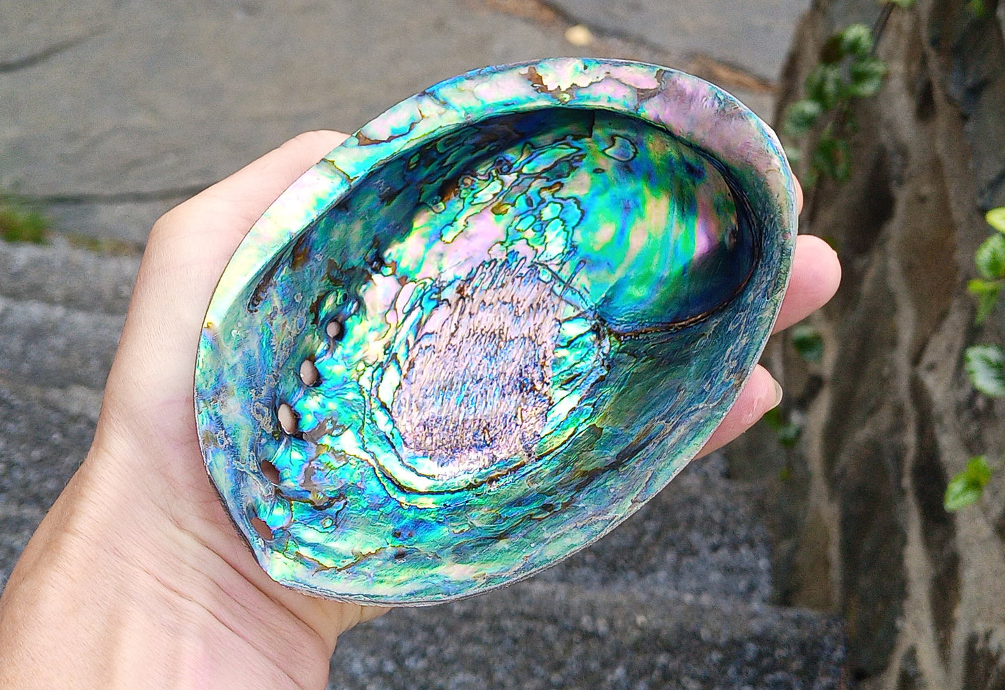Perleťový poklad oceánu: Mušle Abalone (Paua) 13 cm