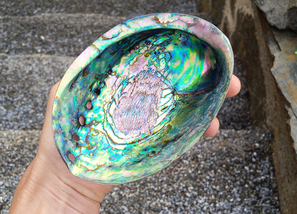 Perleťový poklad oceánu: Mušle Abalone (Paua) 13 cm