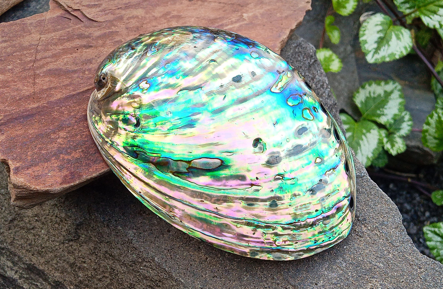 Perleťový poklad oceánu: Mušle Abalone (Paua) 13 cm