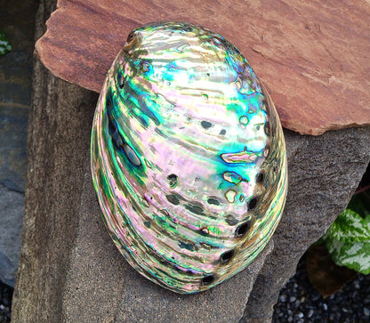 Perleťový poklad oceánu: Mušle Abalone (Paua) 13 cm