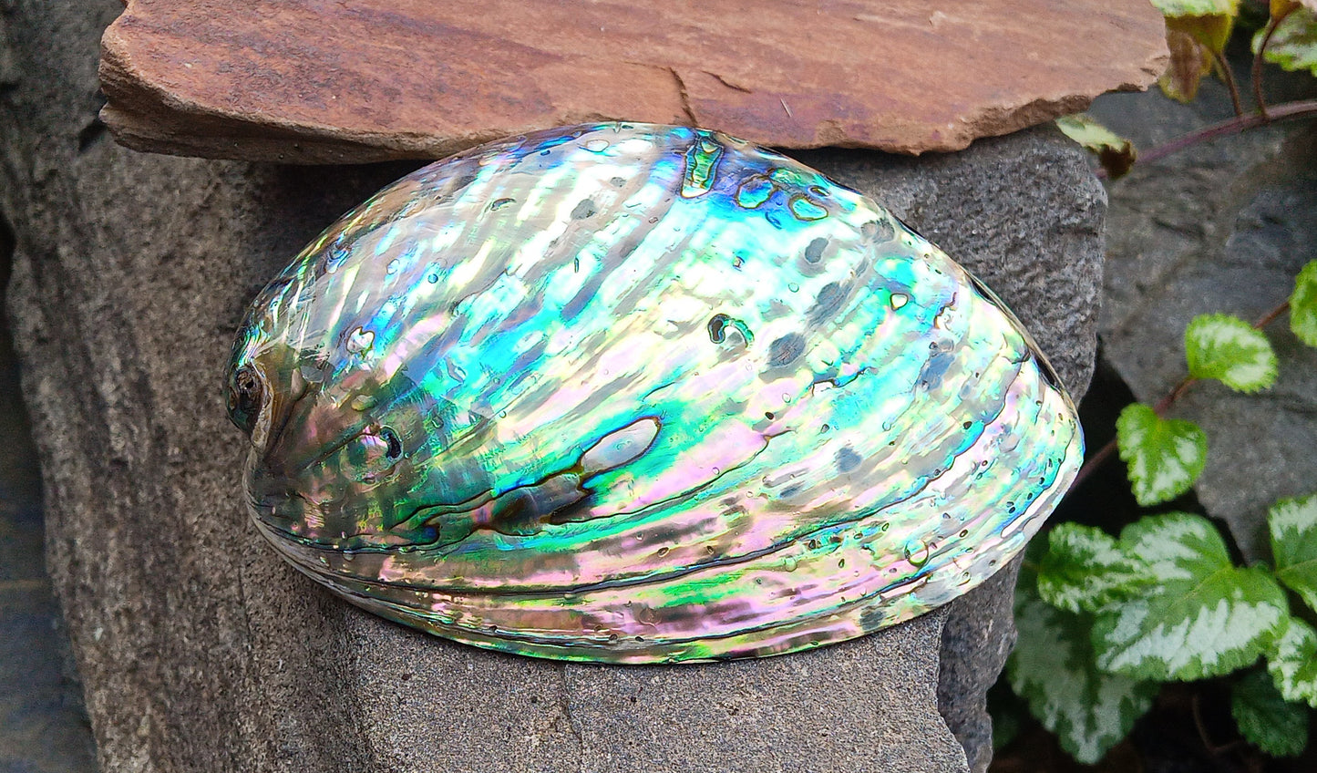 Perleťový poklad oceánu: Mušle Abalone (Paua) 13 cm
