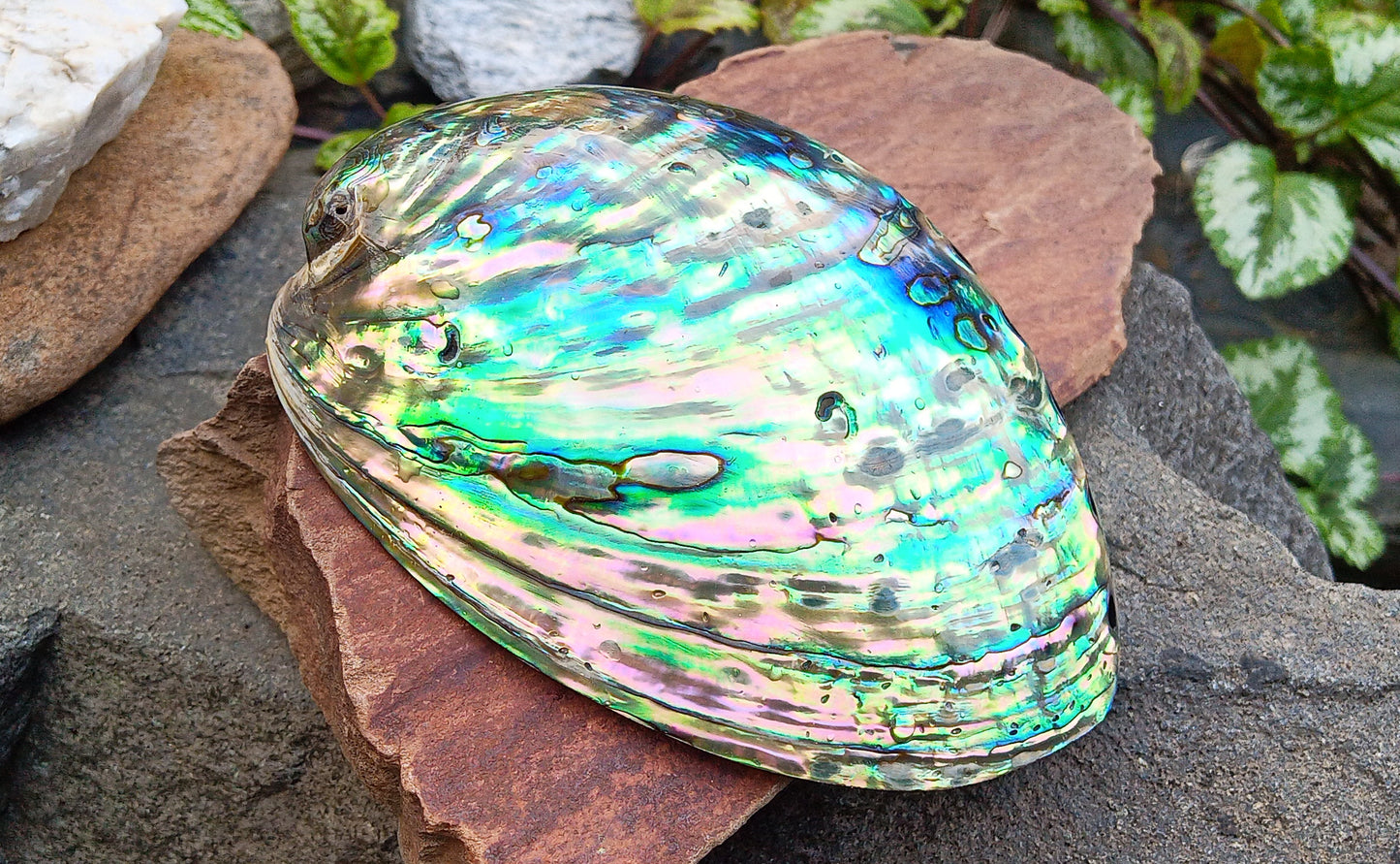 Perleťový poklad oceánu: Mušle Abalone (Paua) 13 cm