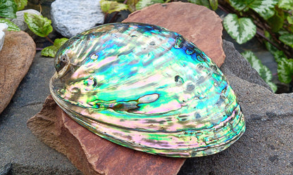 Perleťový poklad oceánu: Mušle Abalone (Paua) 13 cm