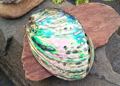 Perleťový poklad oceánu: Mušle Abalone (Paua) 13 cm