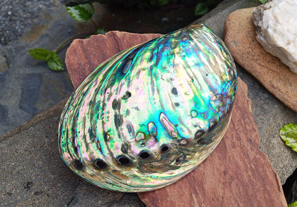 Perleťový poklad oceánu: Mušle Abalone (Paua) 13 cm