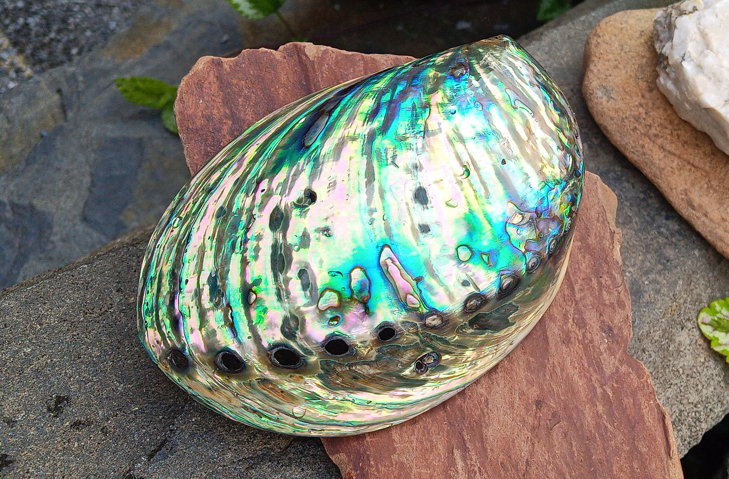 Perleťový poklad oceánu: Mušle Abalone (Paua) 13 cm