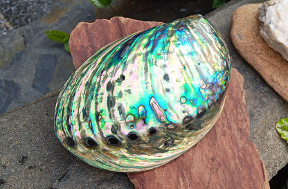 Perleťový poklad oceánu: Mušle Abalone (Paua) 13 cm