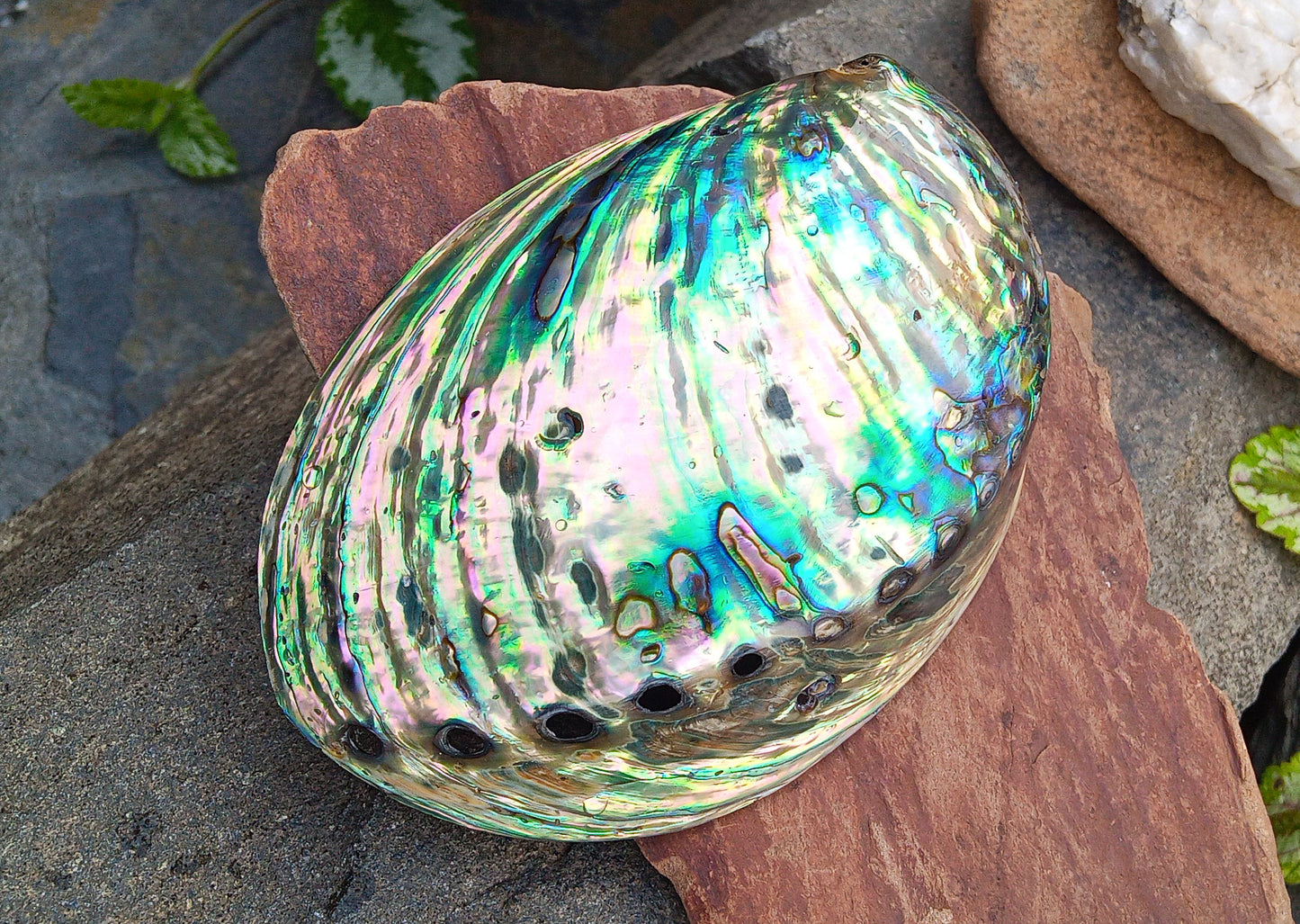 Perleťový poklad oceánu: Mušle Abalone (Paua) 13 cm