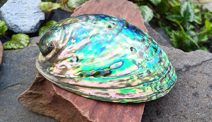 Perleťový poklad oceánu: Mušle Abalone (Paua) 13 cm