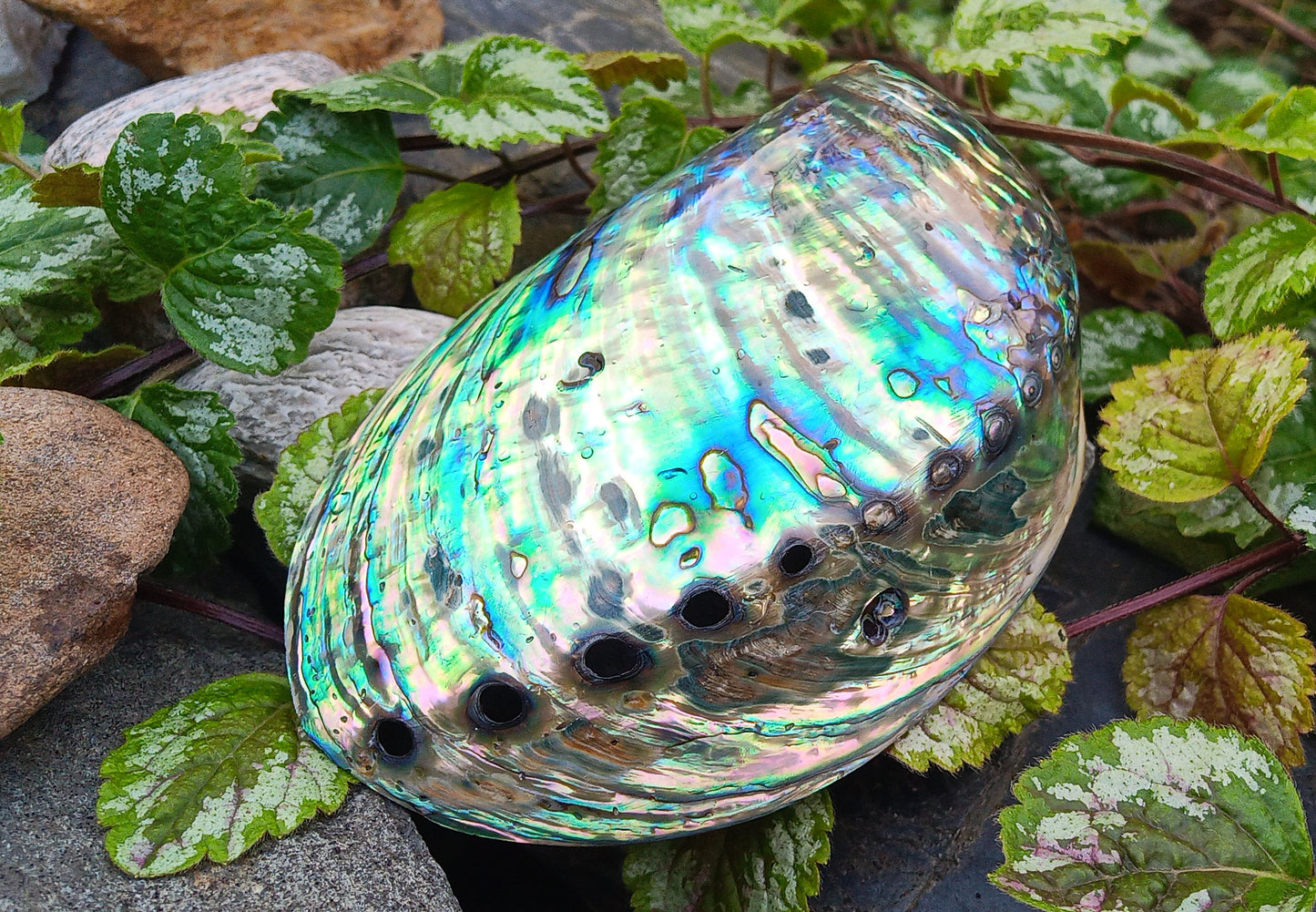 Perleťový poklad oceánu: Mušle Abalone (Paua) 13 cm