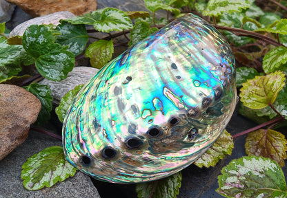 Perleťový poklad oceánu: Mušle Abalone (Paua) 13 cm