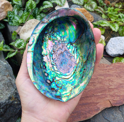 Perleťový poklad oceánu: Mušle Abalone (Paua) 13 cm