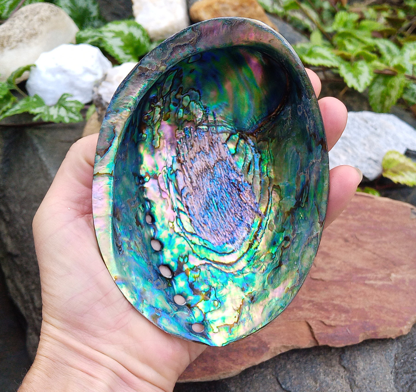 Perleťový poklad oceánu: Mušle Abalone (Paua) 13 cm