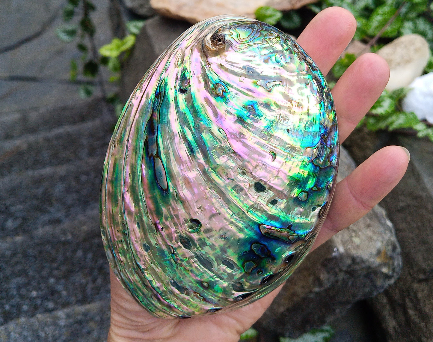 Perleťový poklad oceánu: Mušle Abalone (Paua) 13 cm