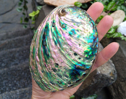 Perleťový poklad oceánu: Mušle Abalone (Paua) 13 cm