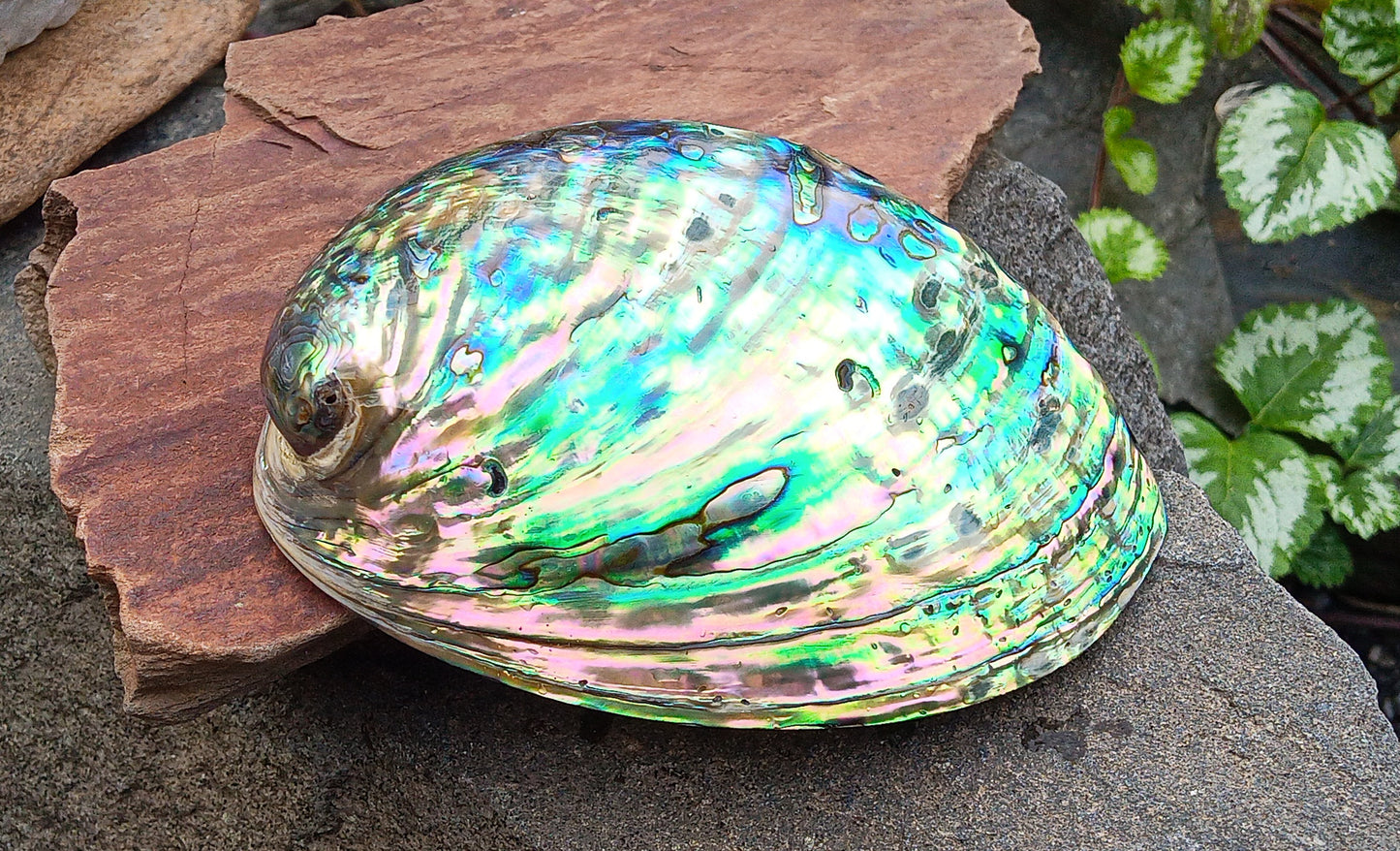 Perleťový poklad oceánu: Mušle Abalone (Paua) 13 cm