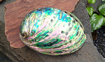 Perleťový poklad oceánu: Mušle Abalone (Paua) 13 cm