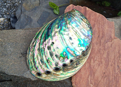 Perleťový poklad oceánu: Mušle Abalone (Paua) 13 cm
