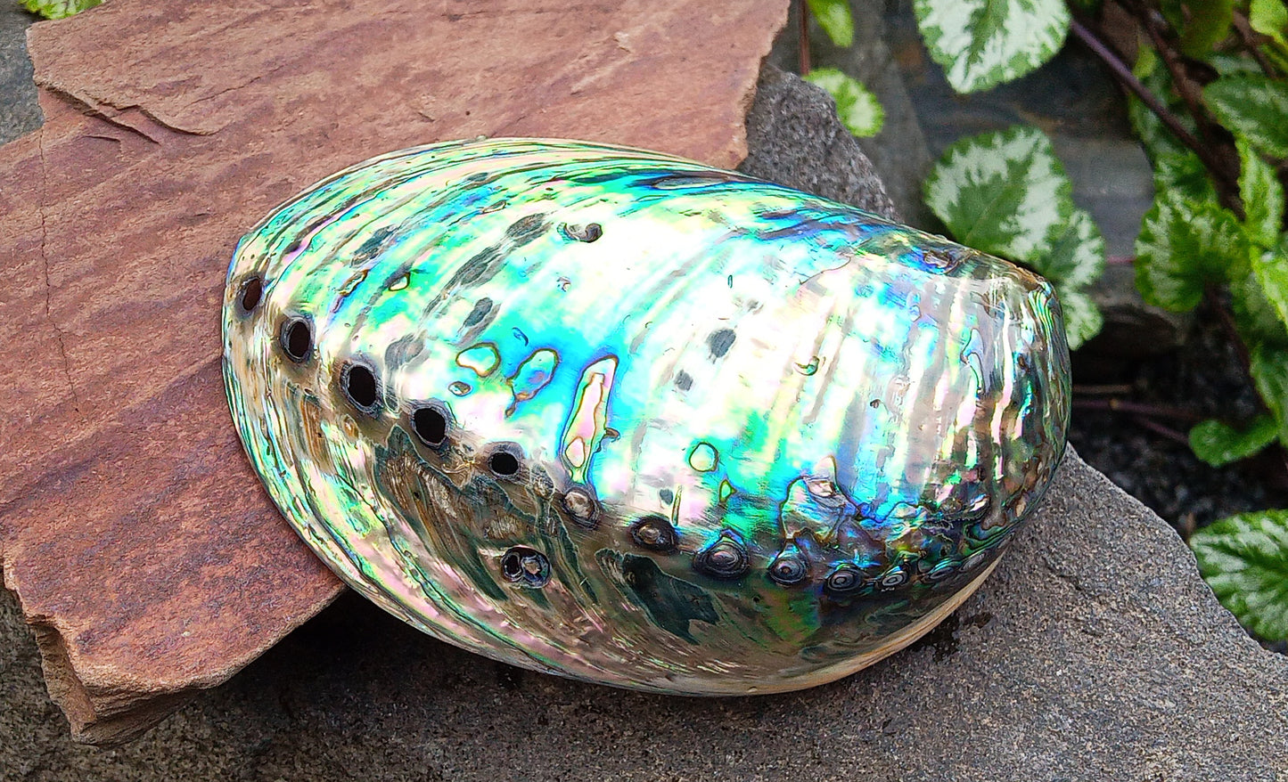 Perleťový poklad oceánu: Mušle Abalone (Paua) 13 cm