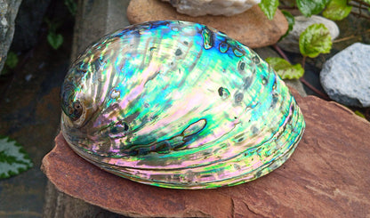 Perleťový poklad oceánu: Mušle Abalone (Paua) 13 cm
