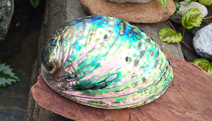 Perleťový poklad oceánu: Mušle Abalone (Paua) 13 cm