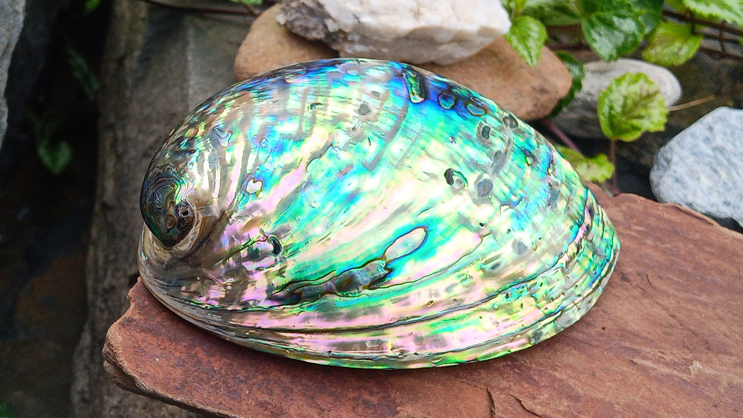 Perleťový poklad oceánu: Mušle Abalone (Paua) 13 cm