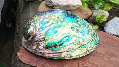 Perleťový poklad oceánu: Mušle Abalone (Paua) 13 cm