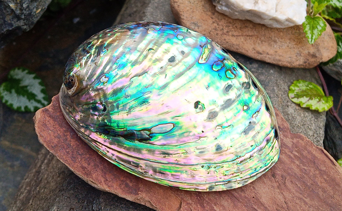 Perleťový poklad oceánu: Mušle Abalone (Paua) 13 cm