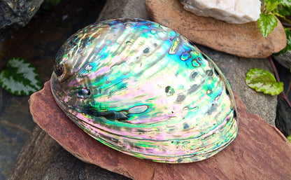 Perleťový poklad oceánu: Mušle Abalone (Paua) 13 cm