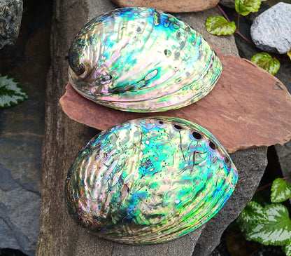Perleťový poklad oceánu: Mušle Abalone (Paua) 13 cm