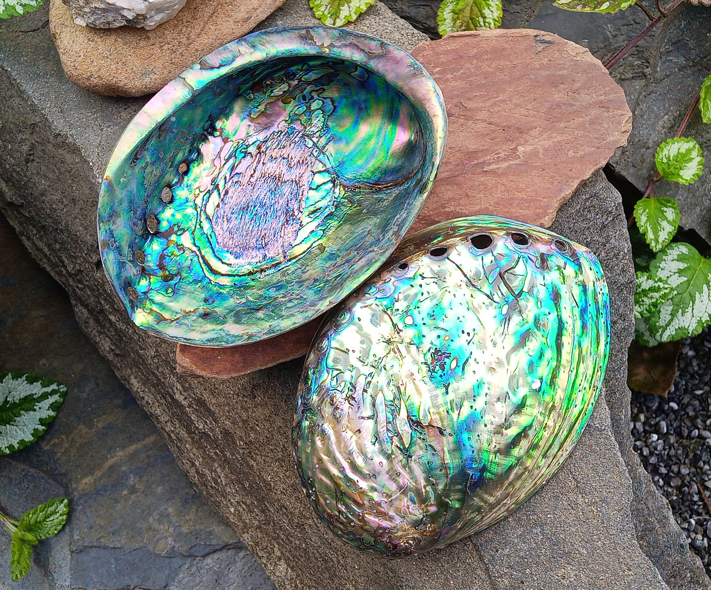 Perleťový poklad oceánu: Mušle Abalone (Paua) 13 cm