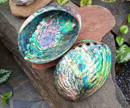 Perleťový poklad oceánu: Mušle Abalone (Paua) 13 cm