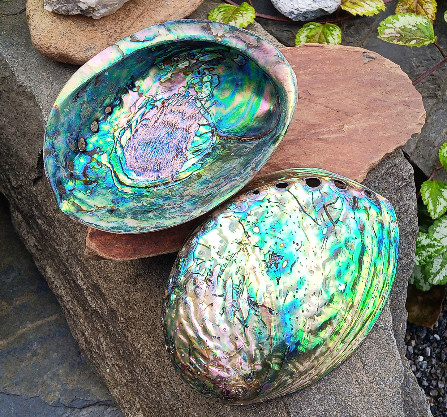 Perleťový poklad oceánu: Mušle Abalone (Paua) 13 cm