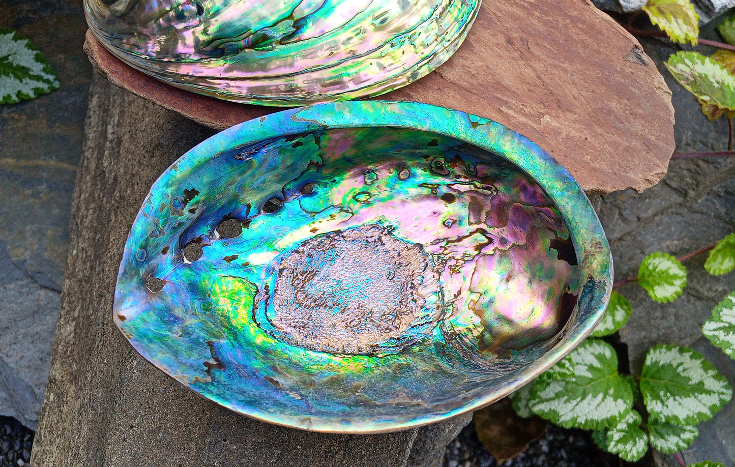 Perleťový poklad oceánu: Mušle Abalone (Paua) 13 cm