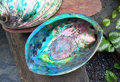 Perleťový poklad oceánu: Mušle Abalone (Paua) 13 cm