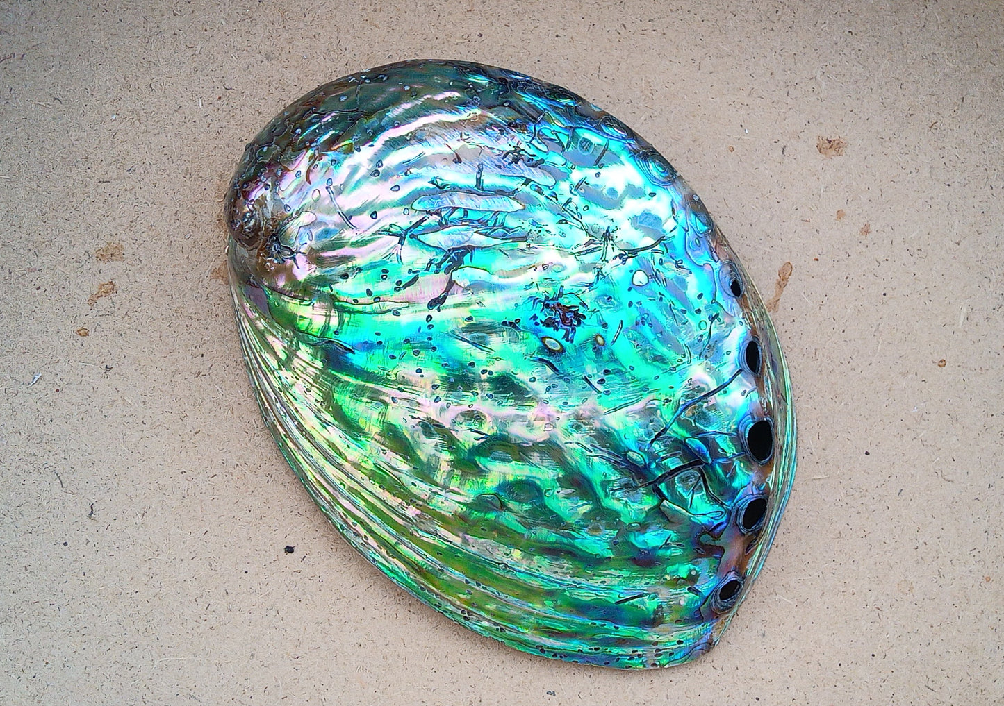 Perleťový poklad oceánu: Mušle Abalone (Paua) 13 cm
