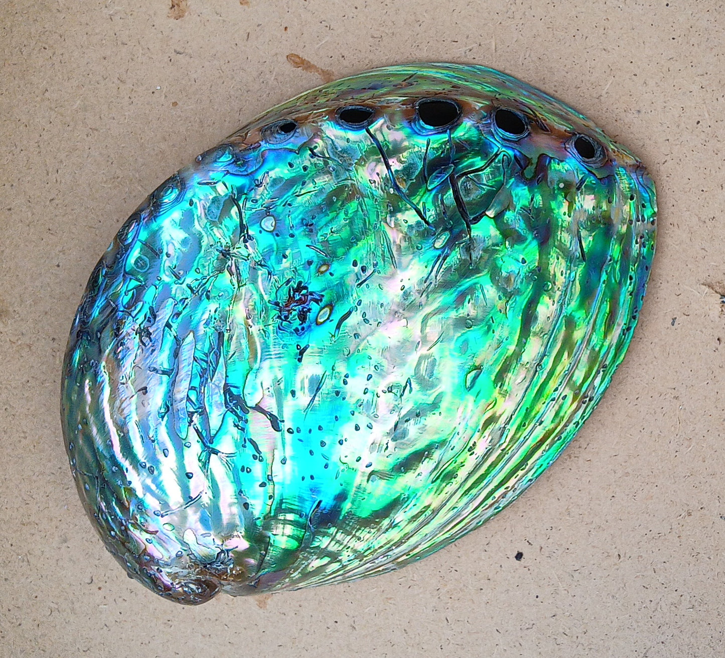 Perleťový poklad oceánu: Mušle Abalone (Paua) 13 cm
