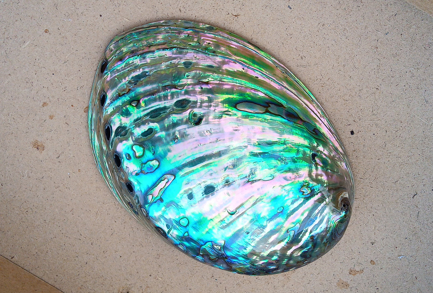 Perleťový poklad oceánu: Mušle Abalone (Paua) 13 cm
