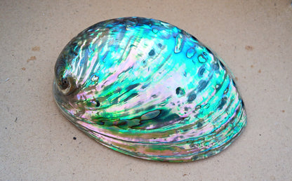 Perleťový poklad oceánu: Mušle Abalone (Paua) 13 cm