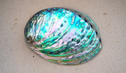 Perleťový poklad oceánu: Mušle Abalone (Paua) 13 cm